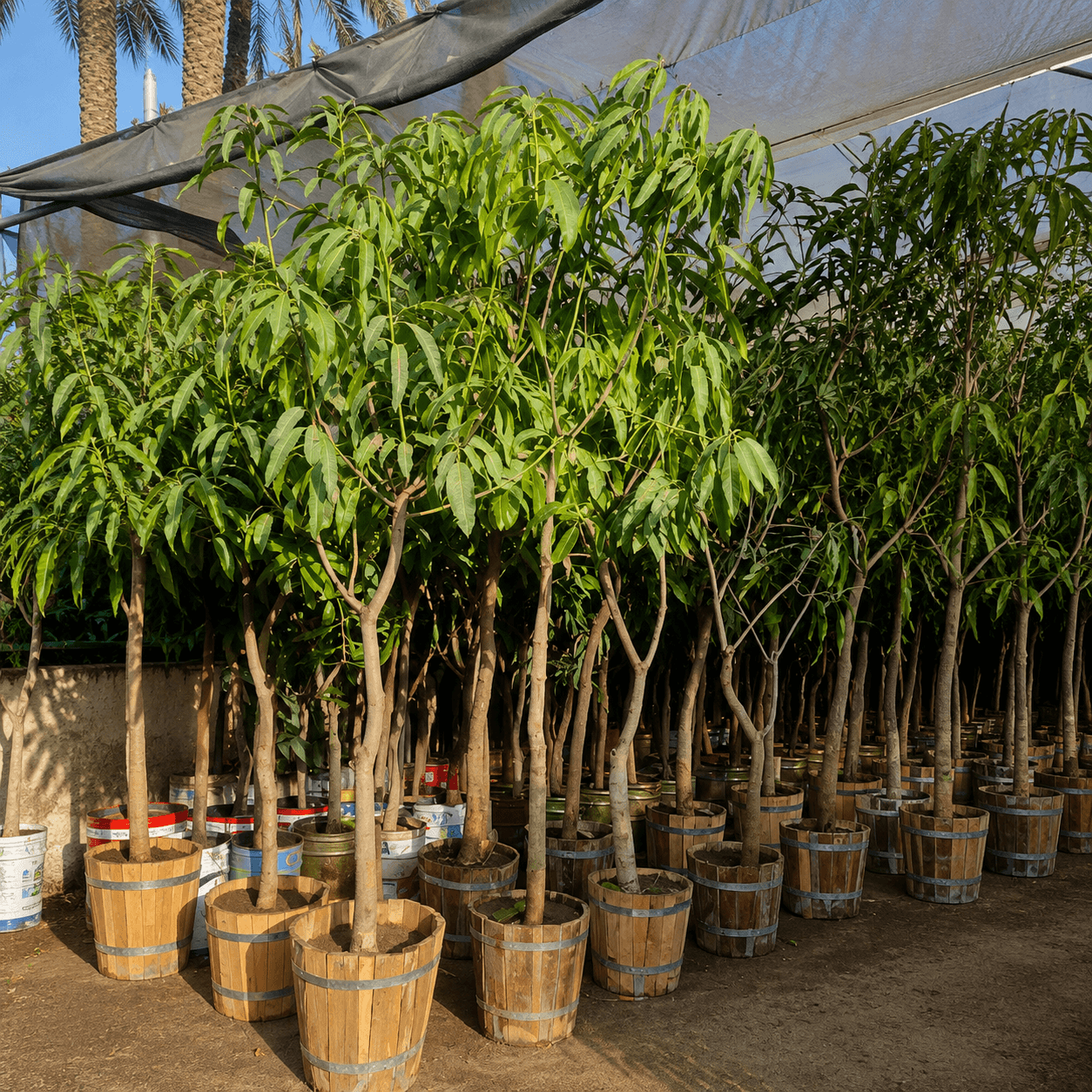 04-mango-seedlings-5-7-years شتلات مانجو كبيرة جاهزة للزراعة