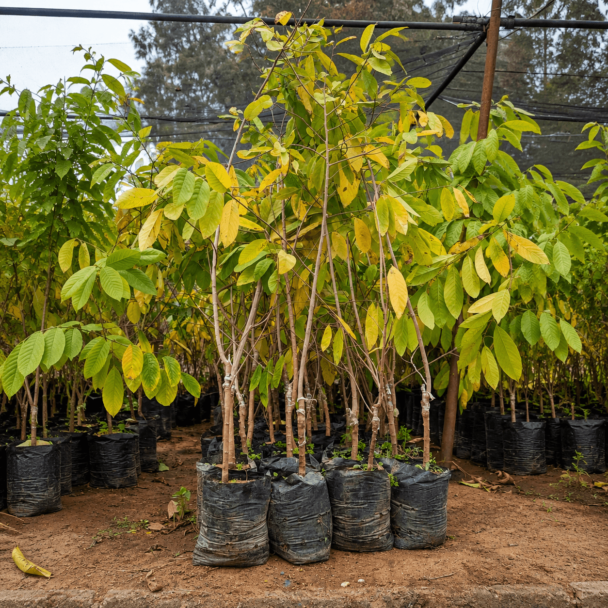 abd-elrazek-grafted-cherimoya-شتلات-قشطة-عبد-الرازق-المطعومة شتلات قشطة عبد الرازق المطعومة - الصورة 1