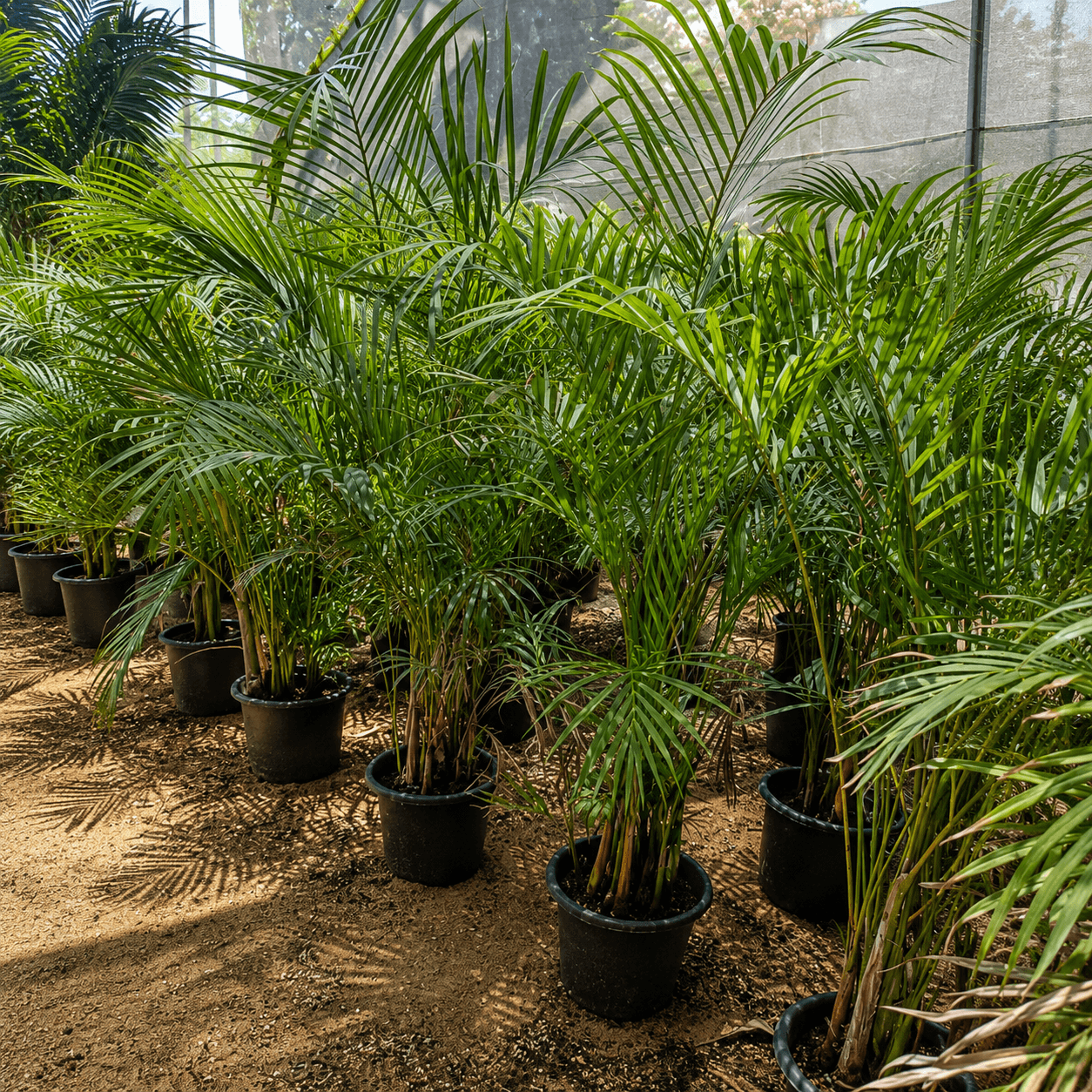 areca-palm أريكا areca-palm أريكا - الصورة 1