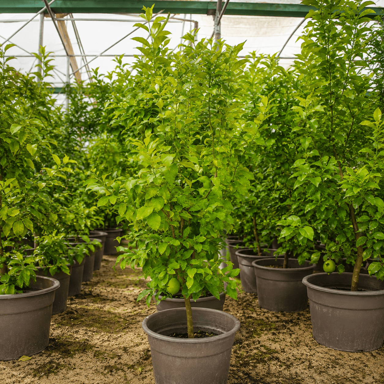 citrus-seedlings-شتلات-حمضيات شتلات حمضيات - الصورة 1