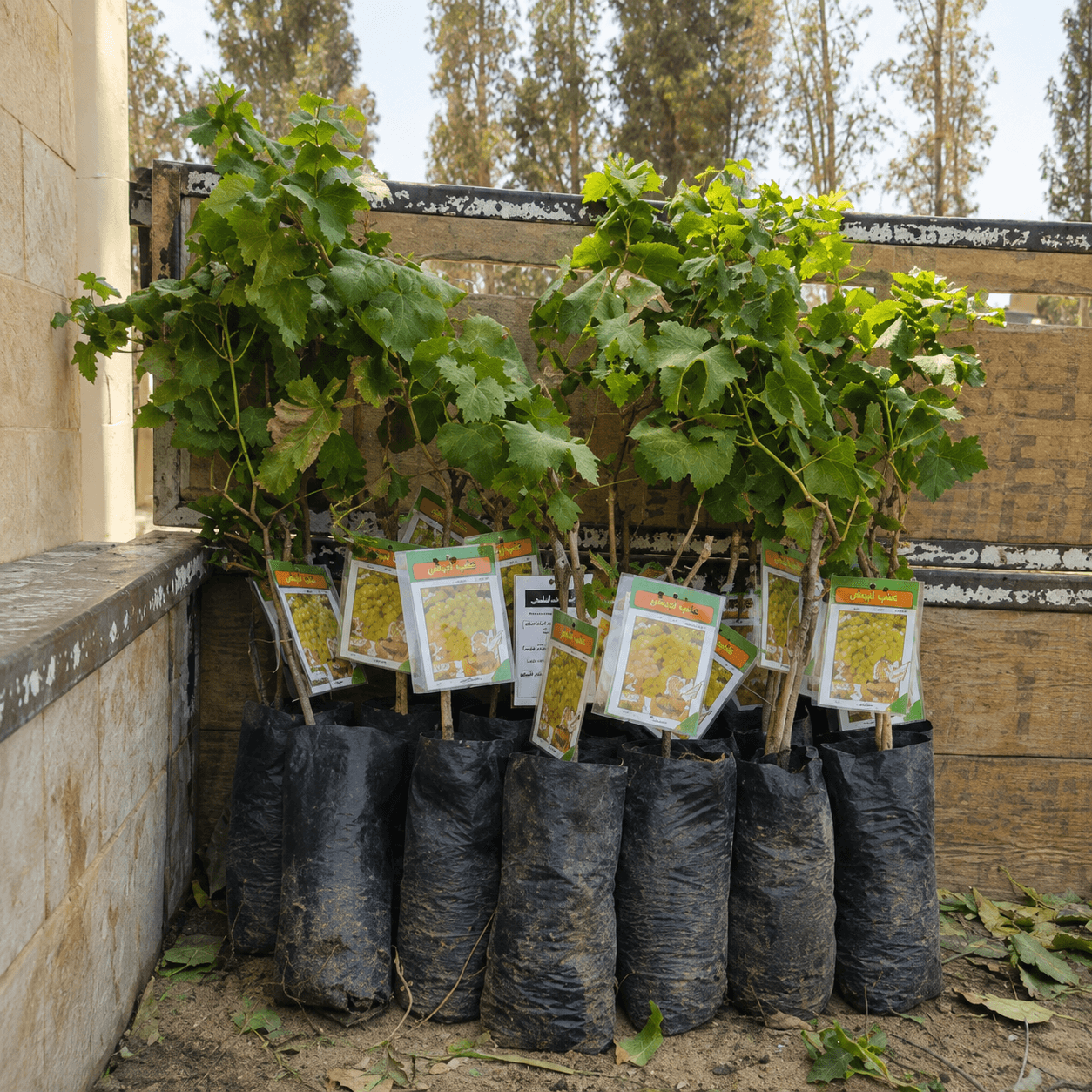 grape-seedlings-شتلات-عنب شتلات عنب عالية الجودة