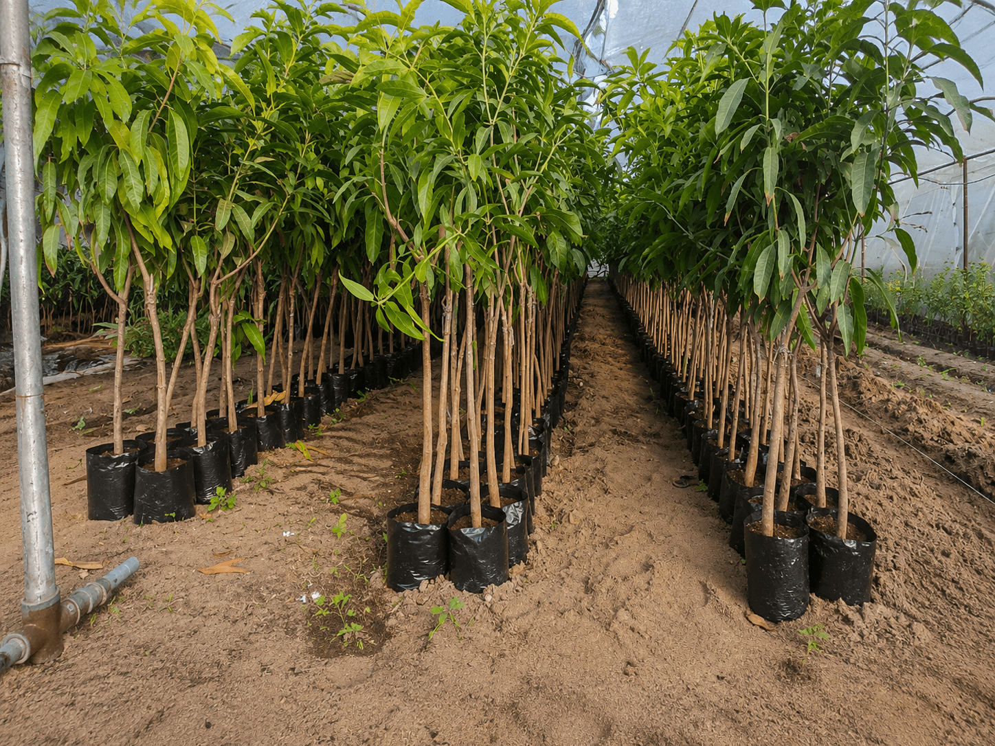 mango-seedlings-4-years-شتلات-مانجو-عمر-4-سنوات شتلات مانجو عمر 4 سنوات