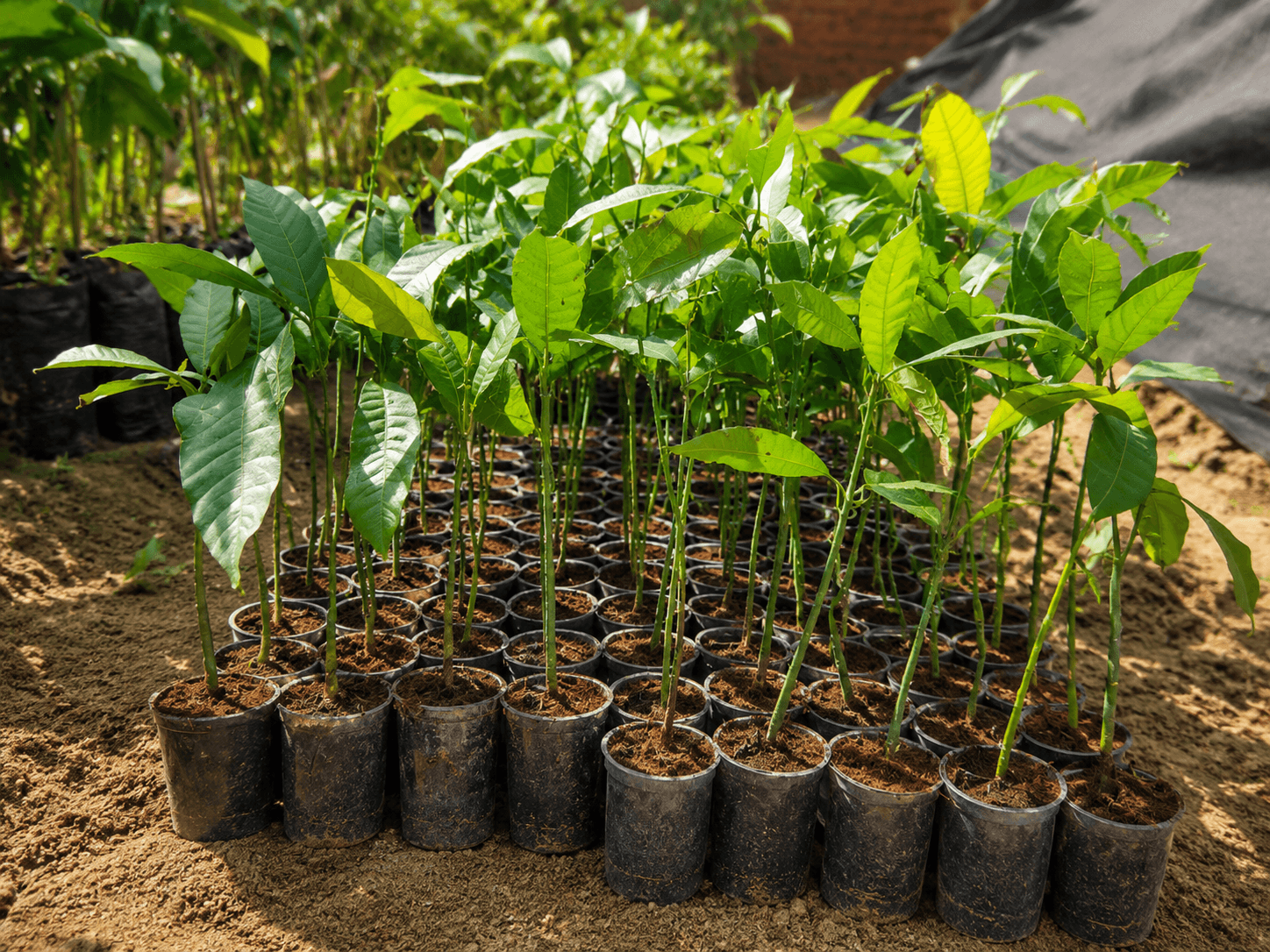 mulched-mango-seedlings-شتلات-مانجو-ملش شتلات مانجو ملش - الصورة 1