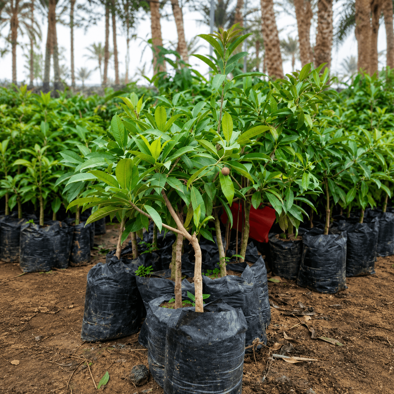sapodilla-seedlings-شتلات-شيكو2 شتلات شيكو من مشاتل الشركة الدولية