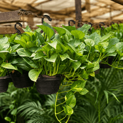 بوتس هانج  pothos-hanging