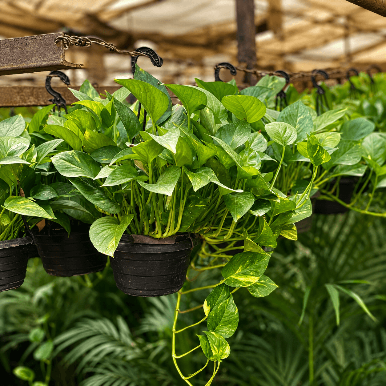 بوتس هانج pothos-hanging بوتس هانج pothos-hanging - الصورة 1