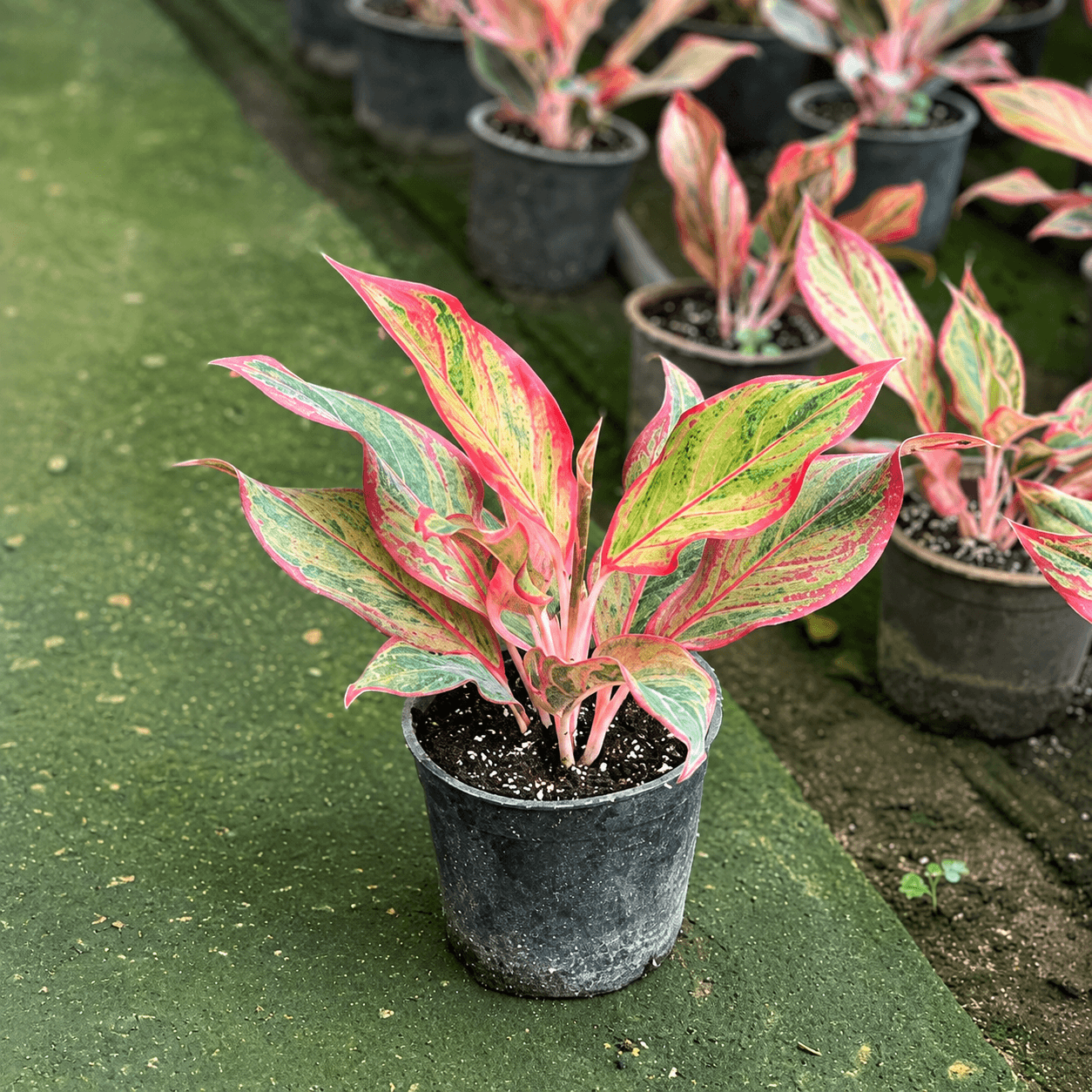 دراسينا-ليمون -dracaena-lemon-lime دراسينا ليمون