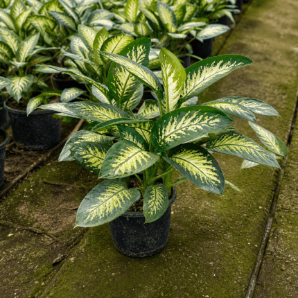 ديفنباخيا تروبيك  dieffenbachia-tropic