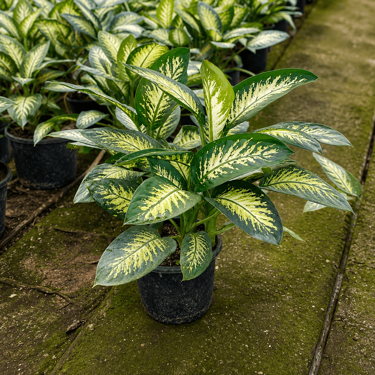 ديفنباخيا تروبيك للديكور الداخلي بأحجام متعددة. ديفنباخيا تروبيك dieffenbachia-tropic - الصورة 1