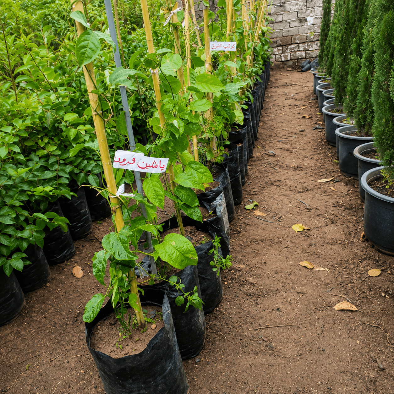 شتلات-باشن-فروت-passion-fruit-seedlings شتلات باشن فروت (فاكهة العاطفة) - الصورة 1