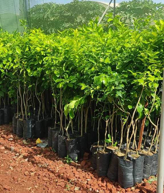 شتلات-برتقال-orange-seedlings شتلات برتقال - الصورة 1