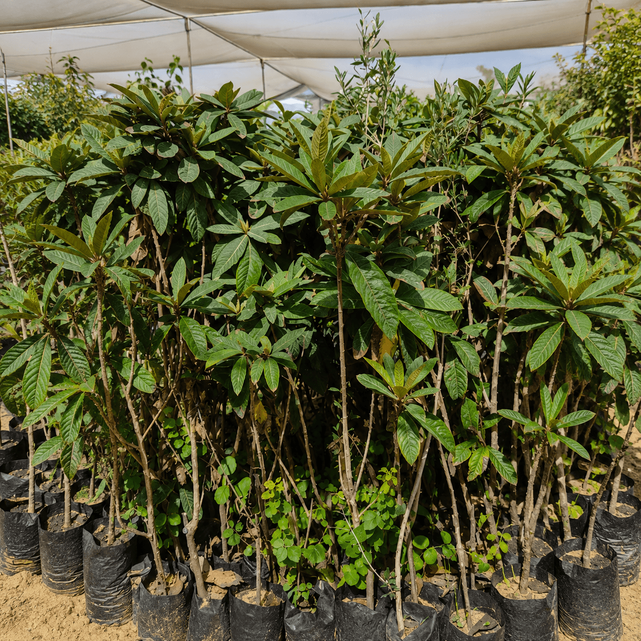 شتلات-بشملة -loquat-seedlings شتلات بشملة