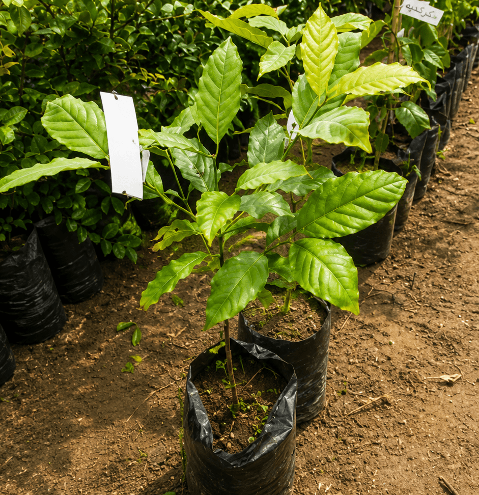 شتلات-بن-قهوة-coffee-seedlings شتلات بن (قهوة) - الصورة 1