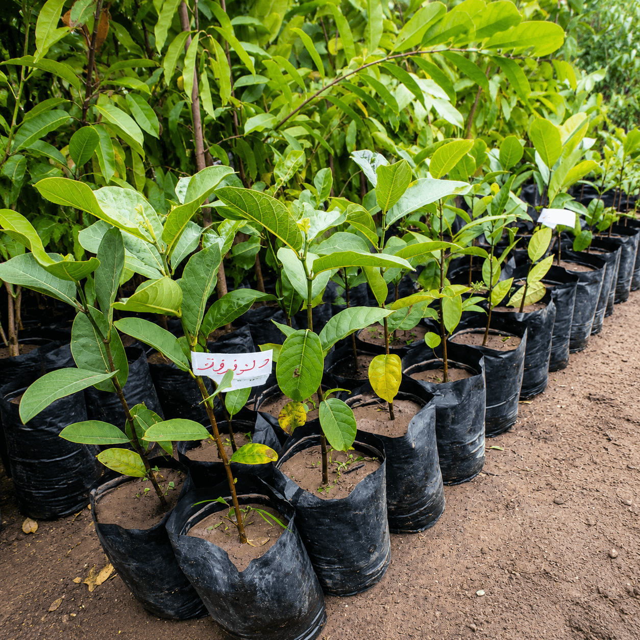 شتلات-جاك-فروت-jackfruit-tree-seedlings شتلات جاك فروت - الصورة 1