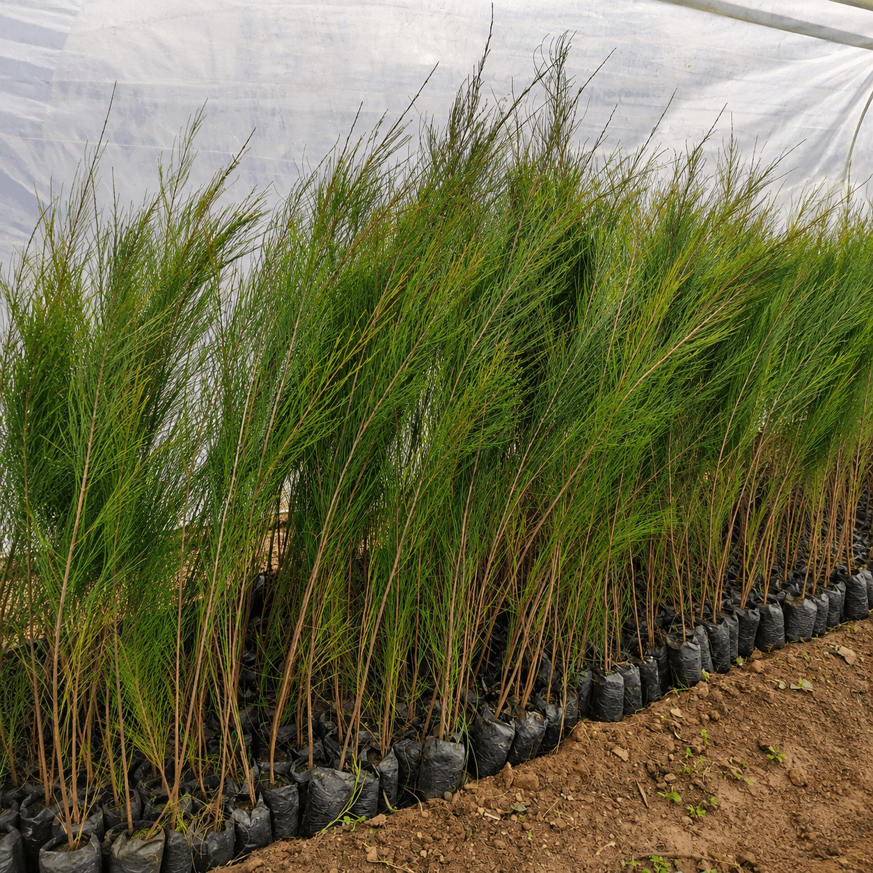 شتلات-جزوارينا-مصدات-رياح-casuarina-windbreak-seedlings شتلات جزوارينا لمصدات الرياح
