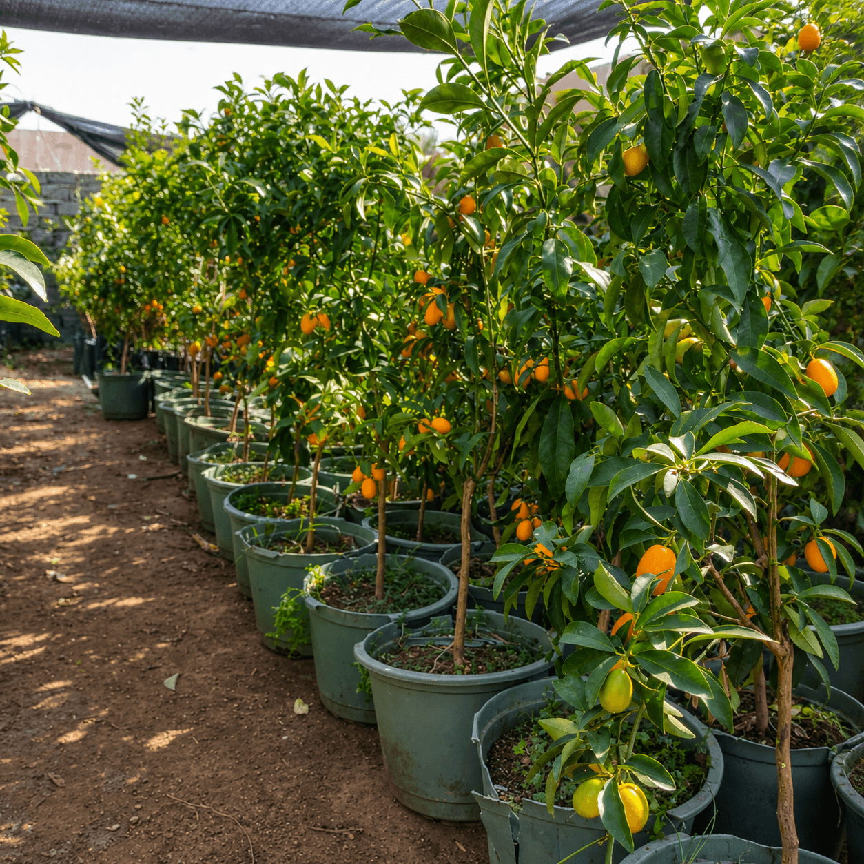 شتلات-كيمكوات-kumquat-seedlings شتلات كيمكوات - الصورة 1