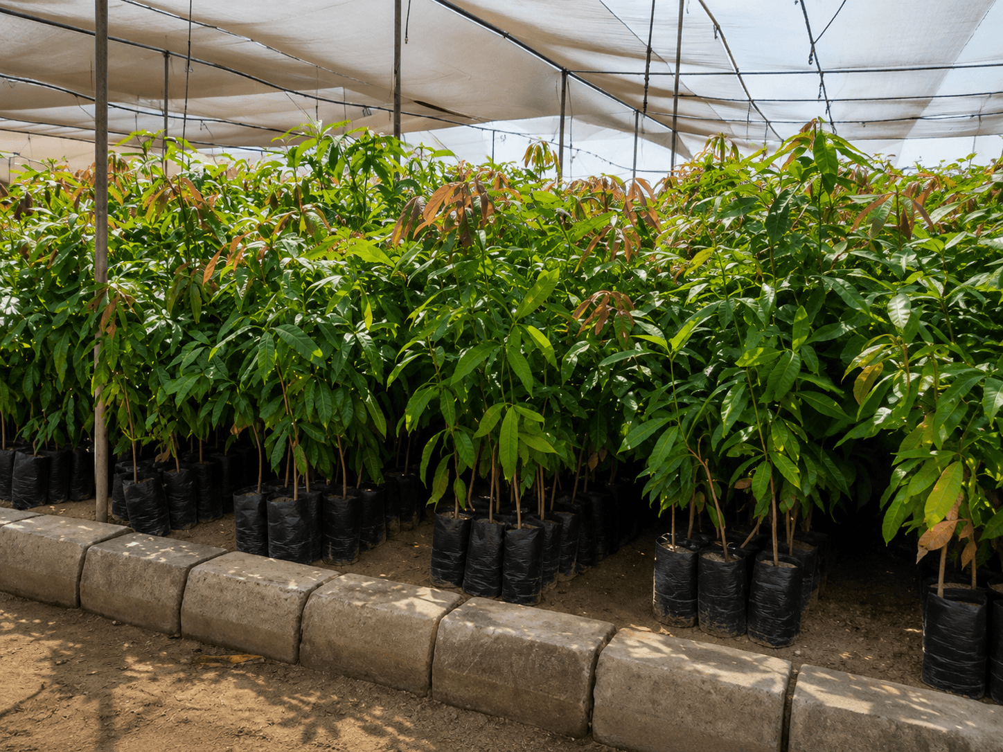 شتلات-مانجو-أصول-سكري-mango-sukkary-seedlings(1) شتلات مانجو أصول سكري جاهزة للزراعة