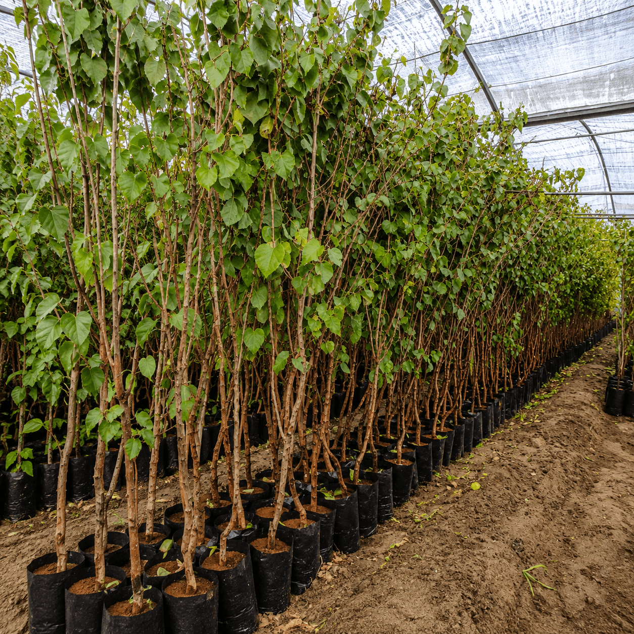 شتلات-مشمش -apricot-seedlings شتلات مشمش من مشاتل الشركة الدولية
