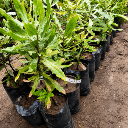 شتلات-مكاديميا-macadamia-tree-seedlings