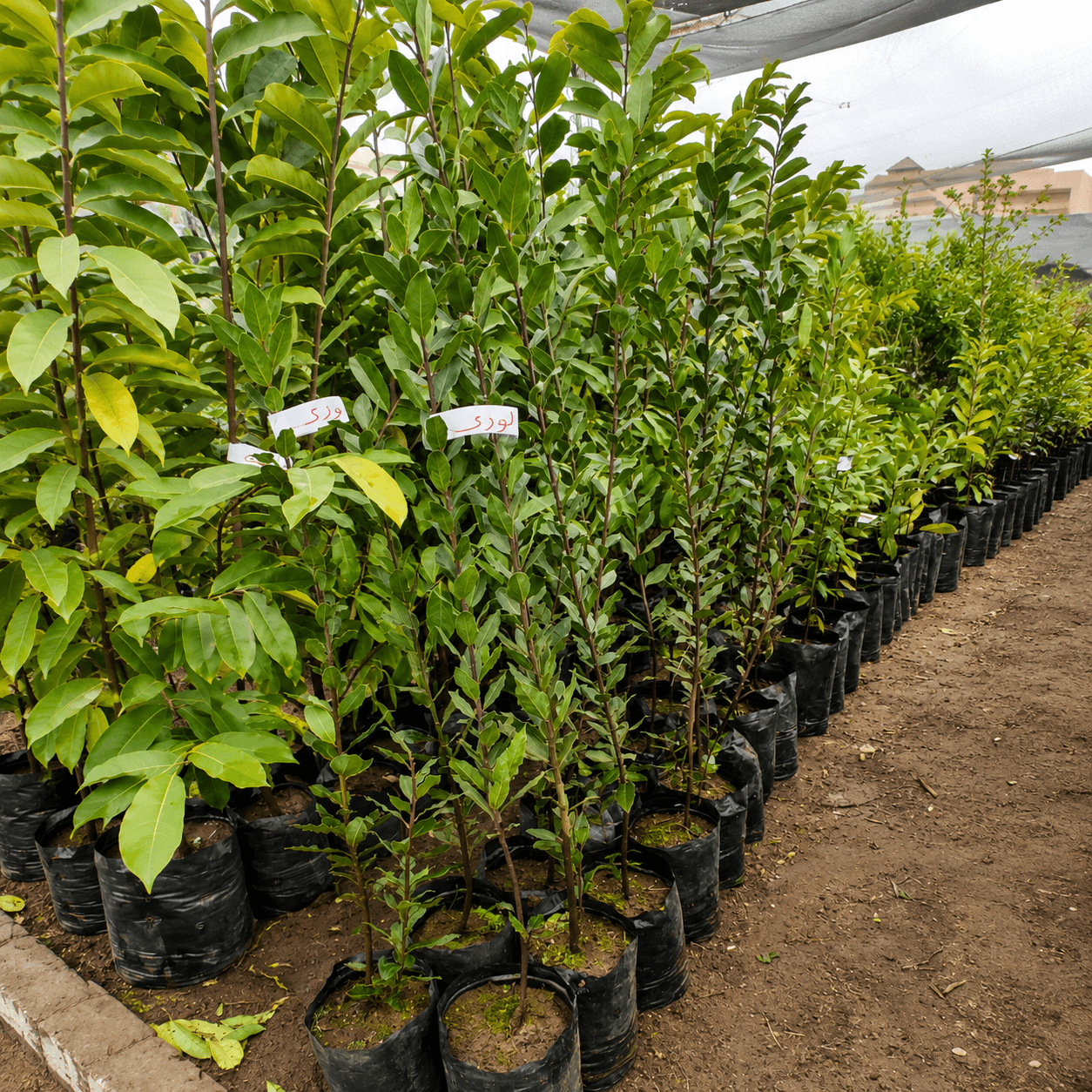 شتلات-ورق-لوري-لوريل-bay-laurel-seedlings شتلات ورق اللوري من مشاتل الشركة الدولية