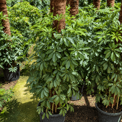 شفليرا schefflera-plant