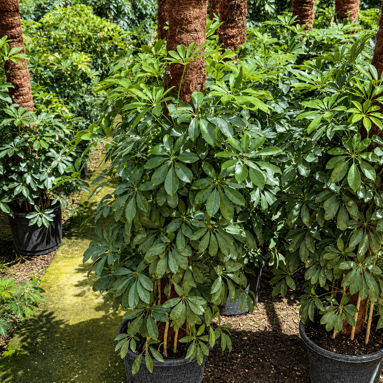 نبات شفليرا للزينة الداخلية والخارجية بجودة عالية. شفليرا schefflera-plant - الصورة 1